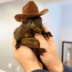 Peanut the Squirrel/Peanut the Squirrel